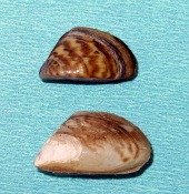Zebra-Quagga-Mussels-Lake-Powell-Country