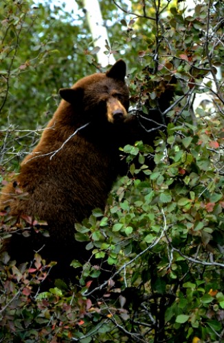 American Black Bear Zion National Park