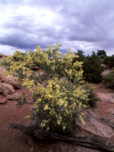 Cliff Rose Capitol Reef NP