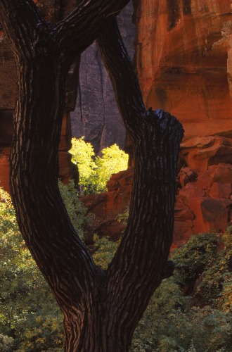  Zion National Park Gateway to the Narrows