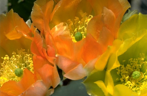 Pricklypear Bloom Zion National Park