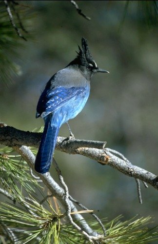 Stellar's Jay Zion National Park