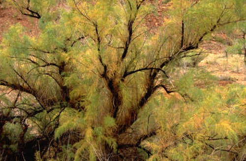 Tamarisk Zion National Park